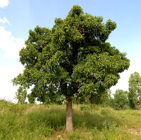 Sheabutternuss-Baum