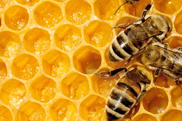 Propolis